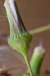 American burnweed